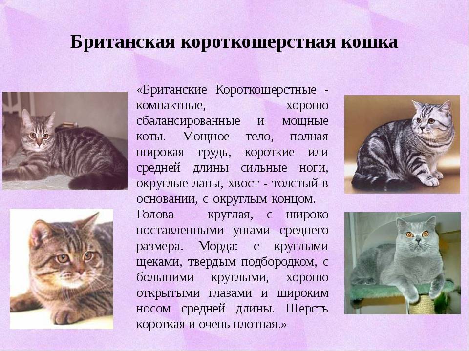 10 самых опасных кошек в мире