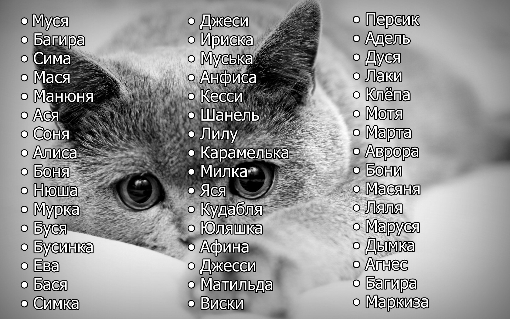Клички | имена для белых кошек со значением | тайна имени