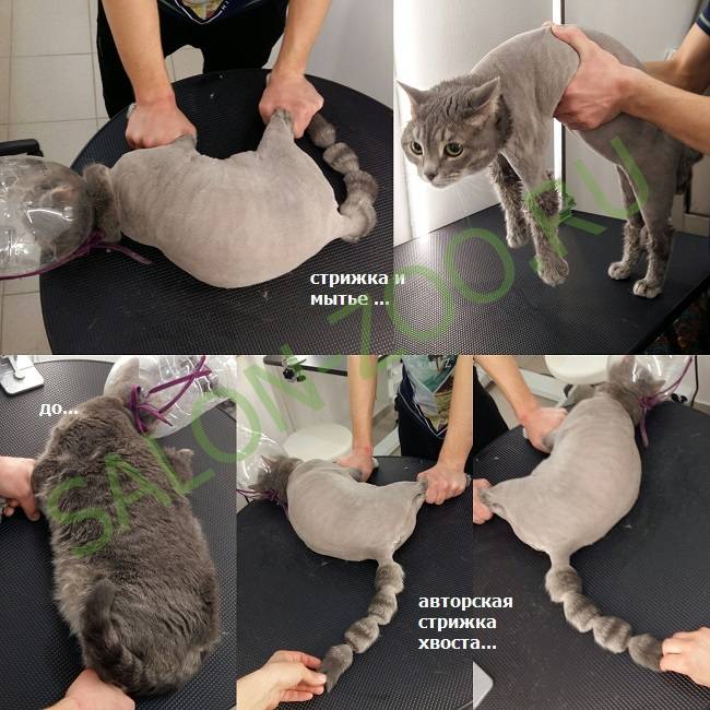 Как подстричь кота в домашних условиях: технология процесса с использованием машинки и ножниц