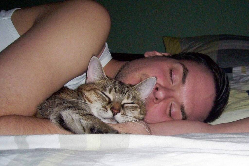 Почему кошка спит у головы человека: как отучить