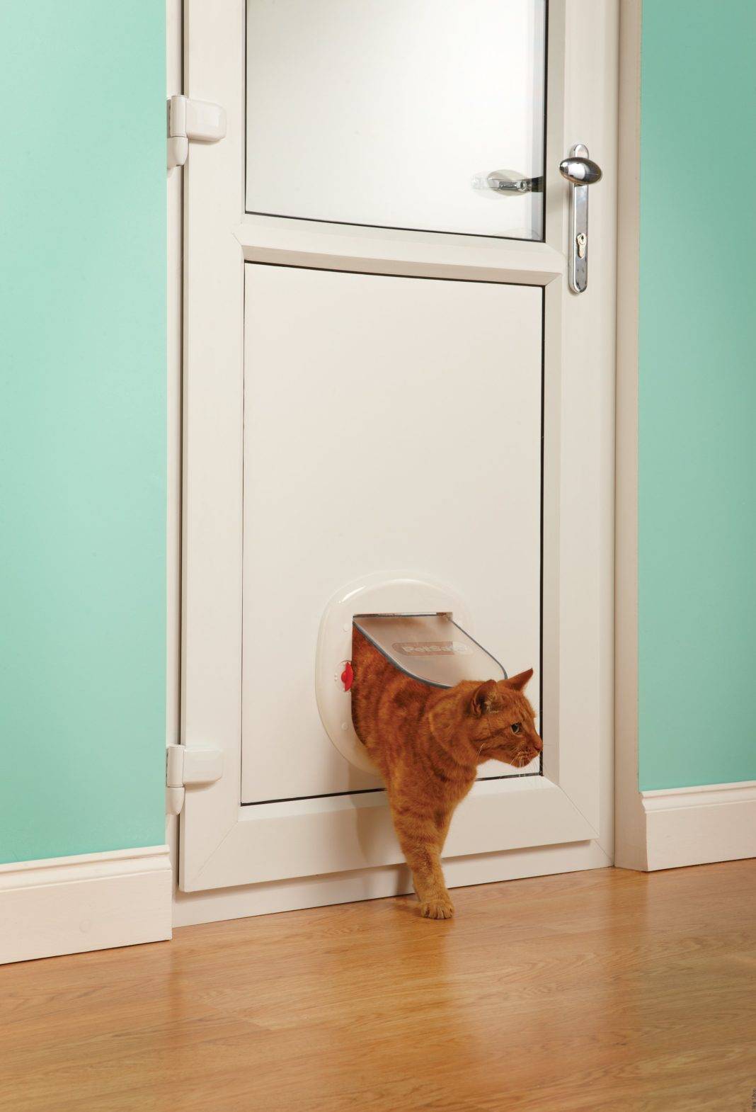 Как выбрать дверку для кошки для входных дверей или сделать своими руками?