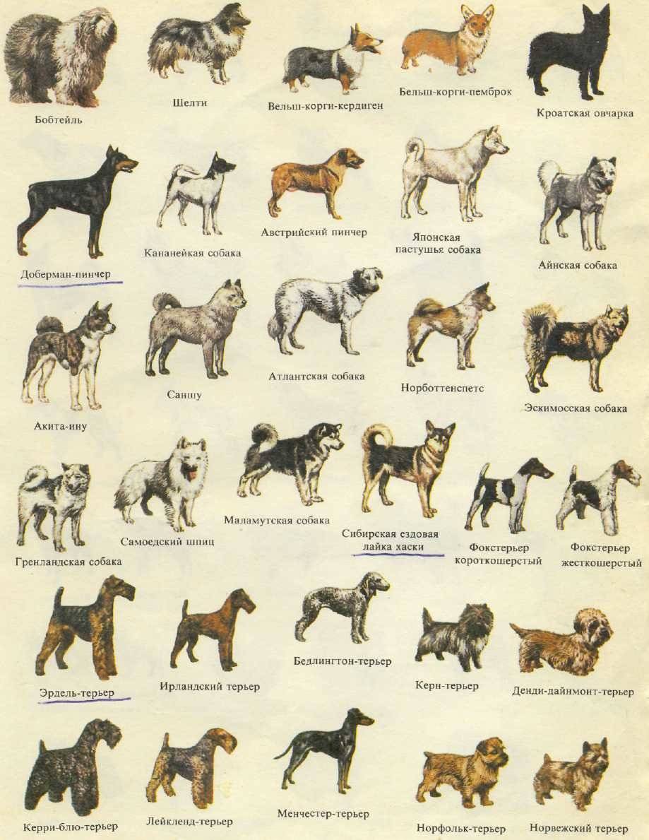Гладкошерстные породы собак: список, описание и характеристики