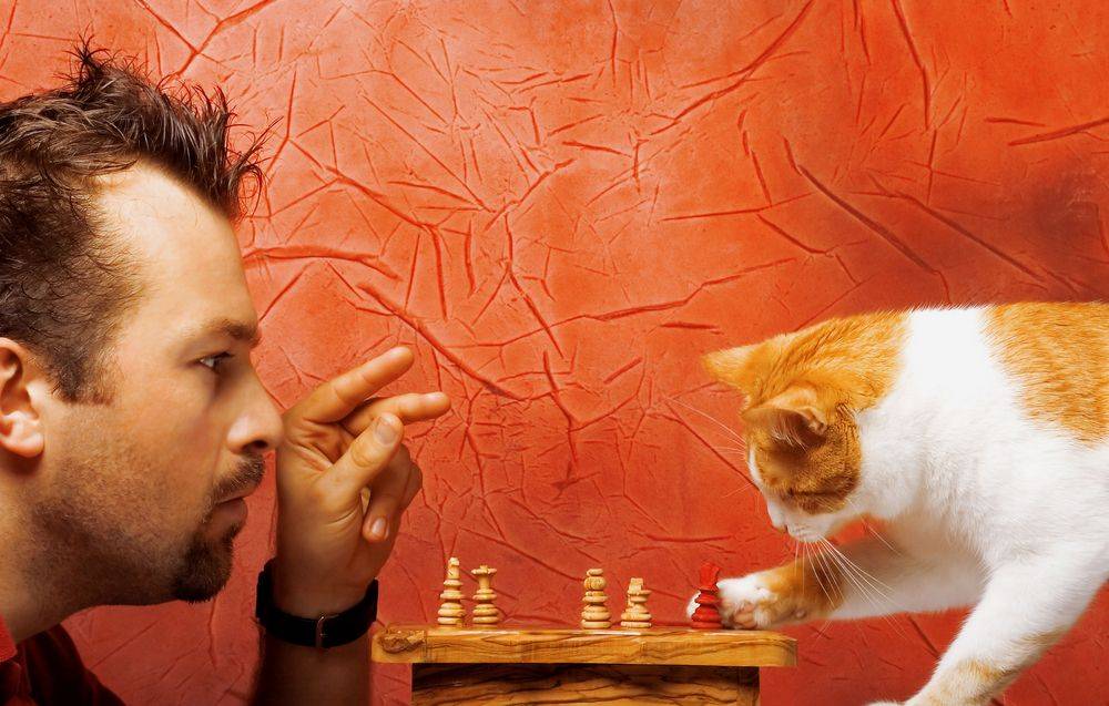 Понимают ли коты человеческую речь – теории и мнения о том, как это происходит