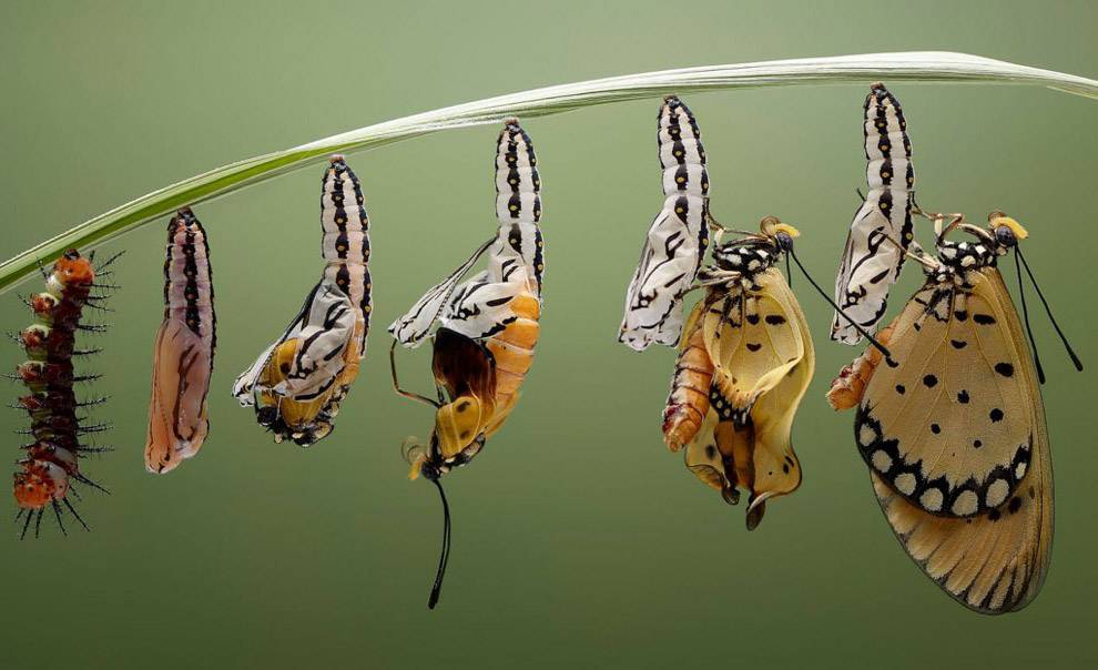 Чем питаются бабочки: что едят бабочки в домашних условиях с фото