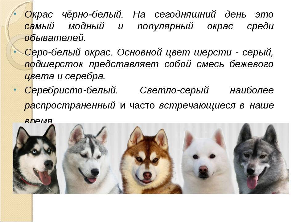 Сибирский хаски: описание породы и стандарт, характер, плюсы