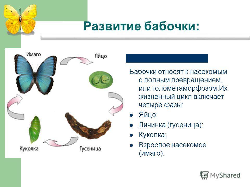 Жизненный цикл бабочек: как происходит развитие бабочки?