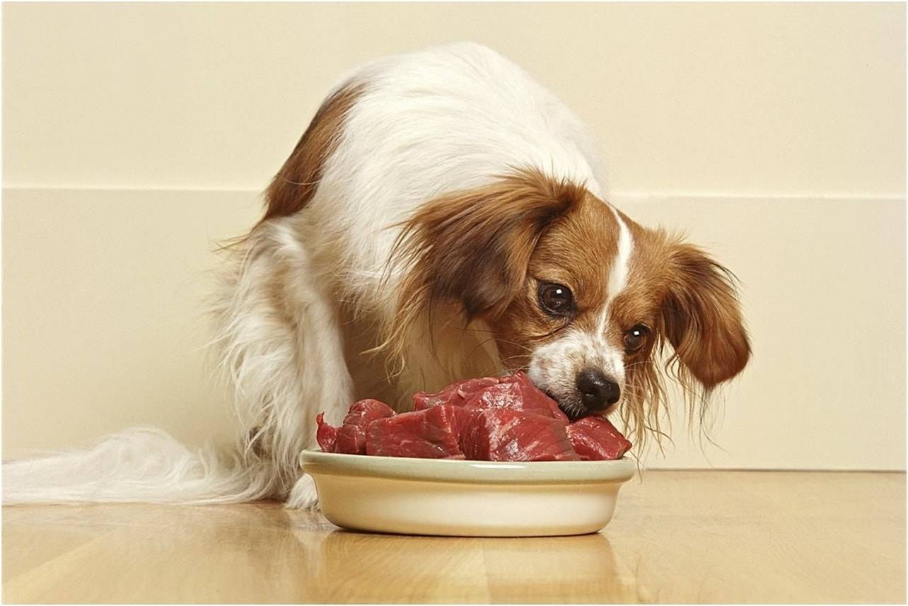 Как заставить собаку есть сухой корм | ваши питомцы