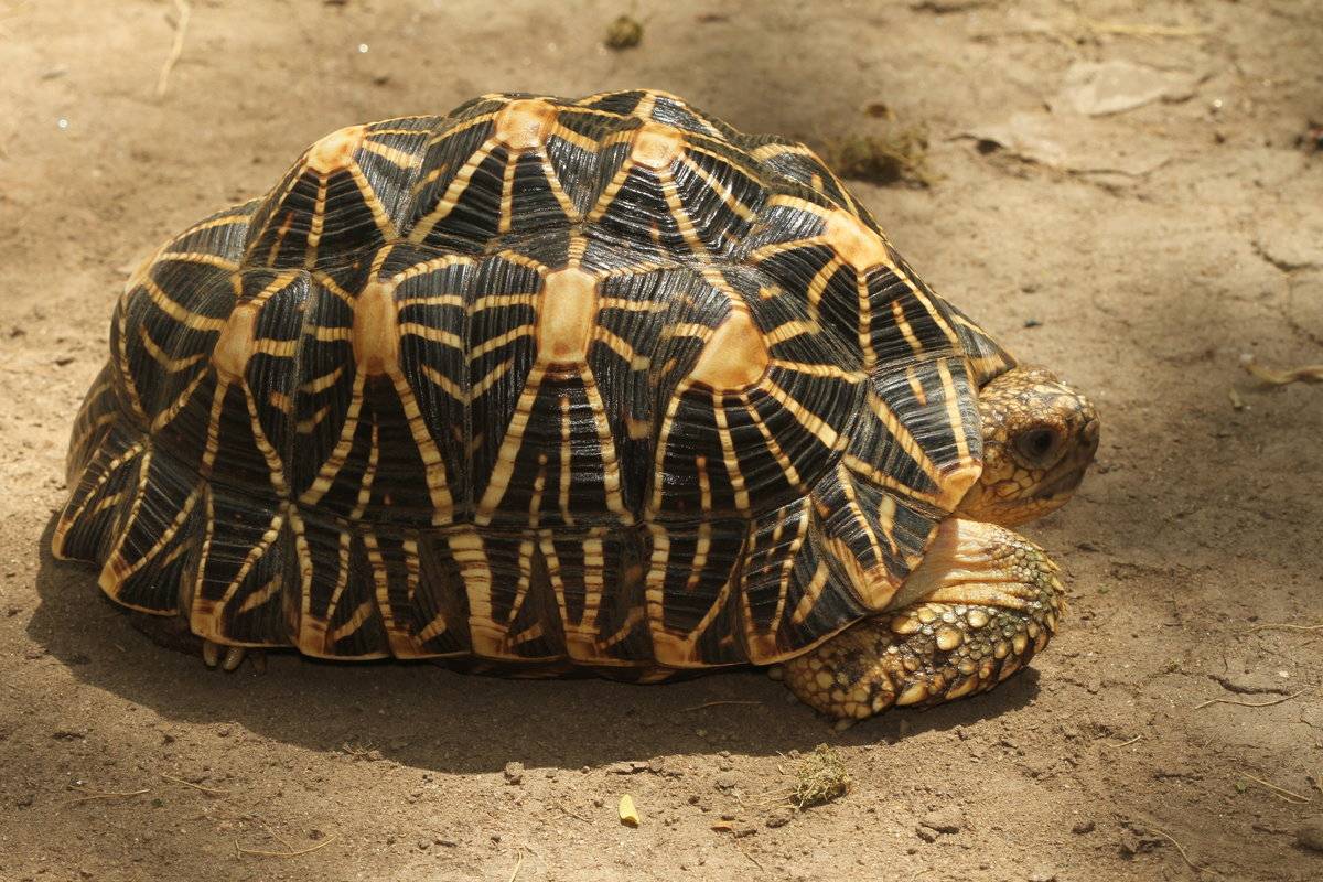 Индийская звездчатая черепаха | мир животных и растений
