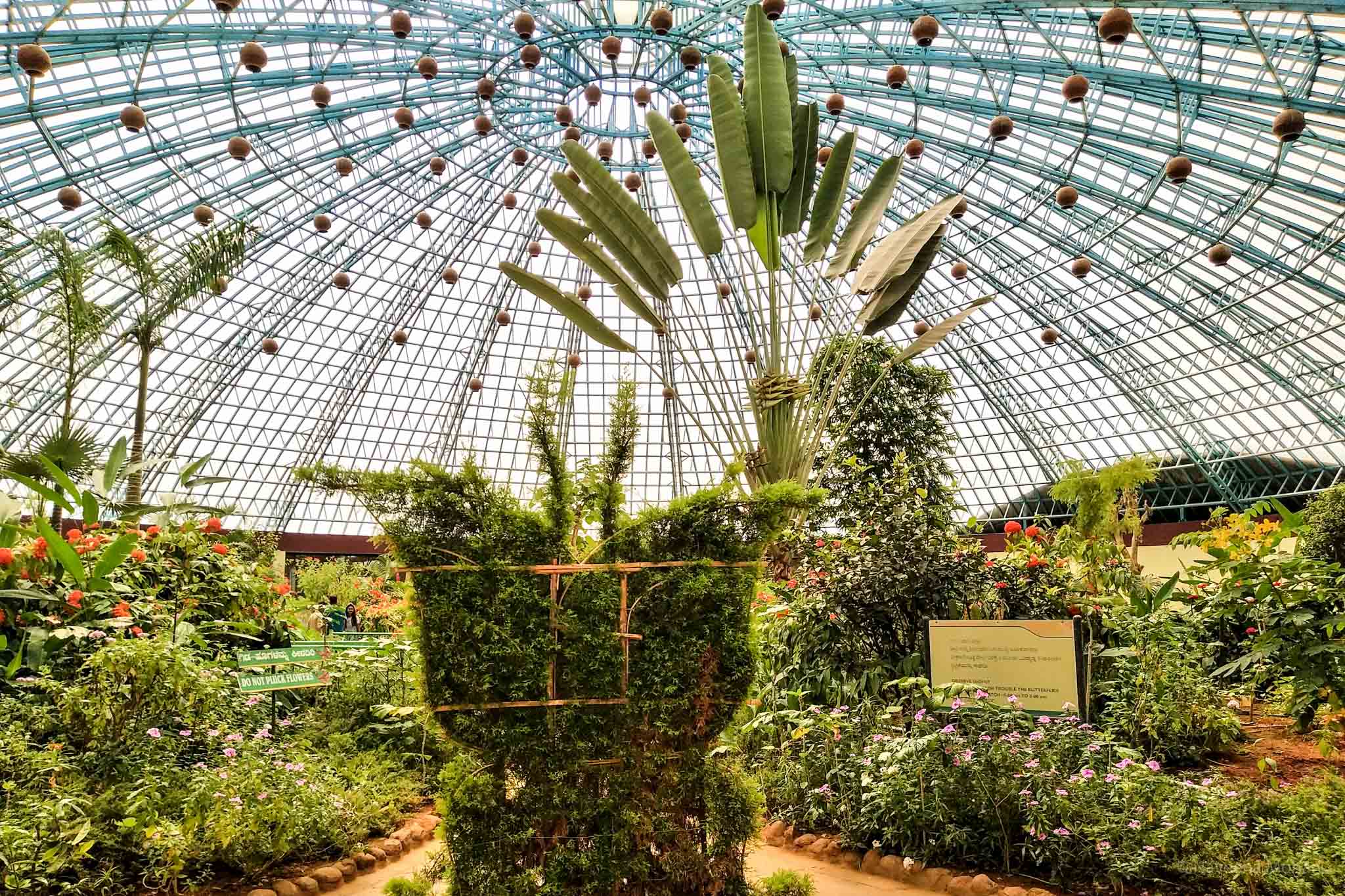 Сад бабочек, дом муравья и кафе-оранжерея: после капремонта открывается павильон «цветоводство» на вднх