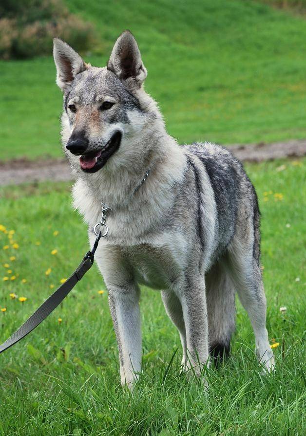 Чехословацкая волчья собака: фото, описание и характер породы, необходимый уход и содержание