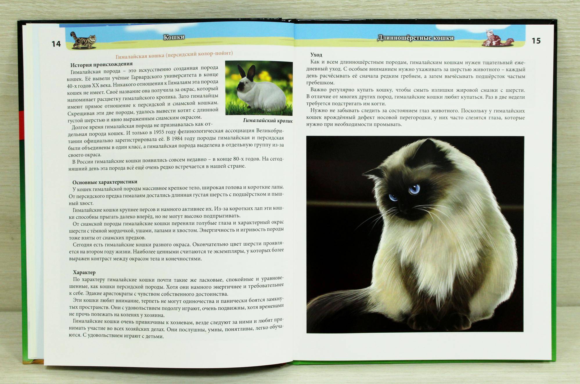 Гималайская кошка: описание, фото, стандарт, характер