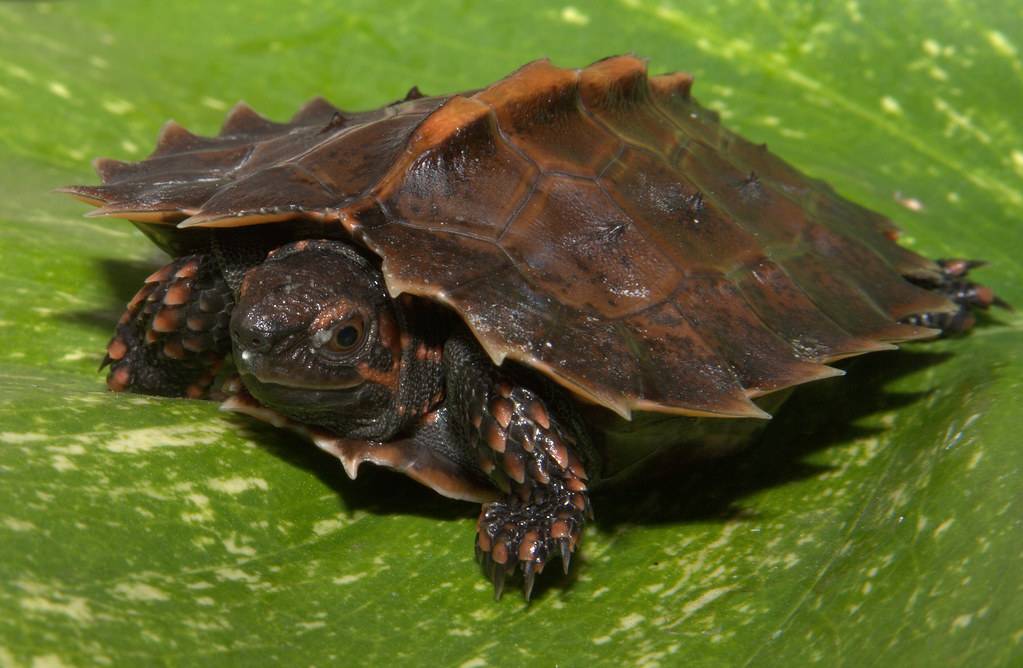 Колючая черепаха (heosemys spinosa)
