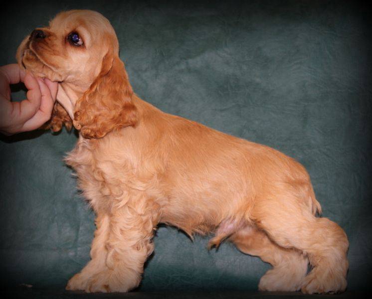 Обзор породы собак папильон: стандарт, уход, фото питомцев и отзывы владельцев