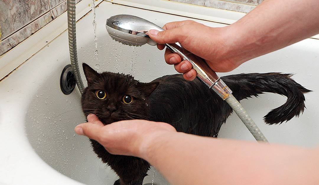Почему кошки боятся воды: причины, о которых вы знали или только догадывались