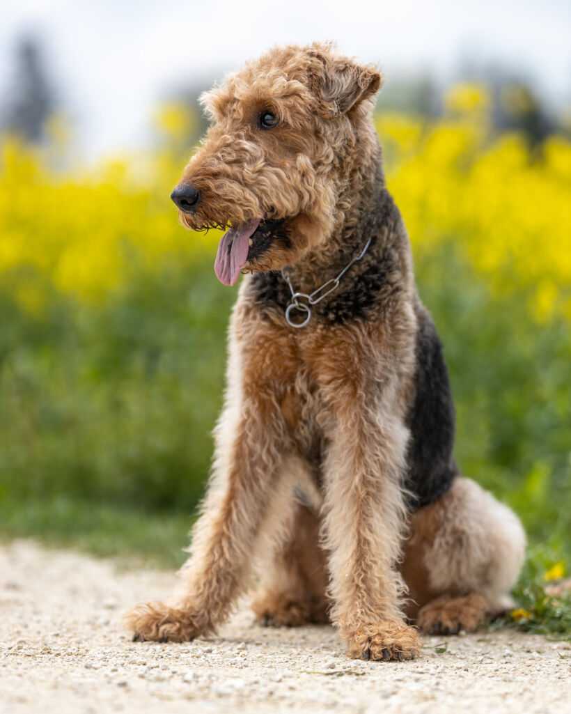 Эрдельтерьер: описание породы с фото, характер собаки и отзывы владельцев