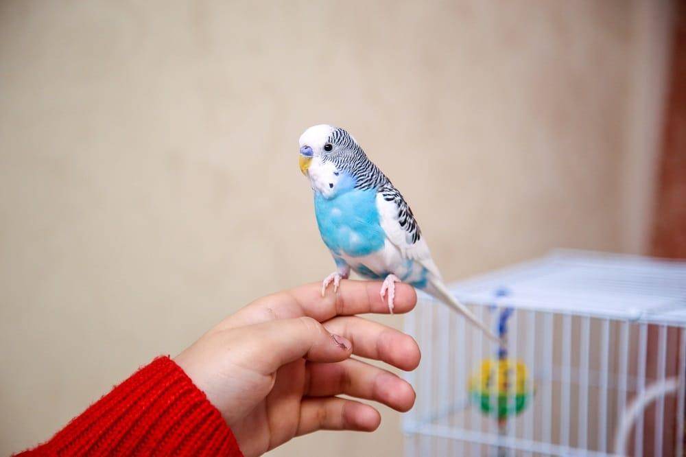 (новое руководство) как приручить попугая к рукам, способы дрессировки обучение взрослого попугая в домашних условиях.