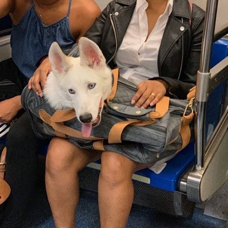 Провоз собаки в поезде по россии – правила, документы | блог ветклиники "беланта"