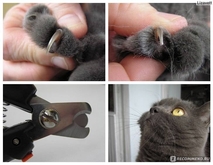 Как самостоятельно подстричь кошке когти: эффективные советы