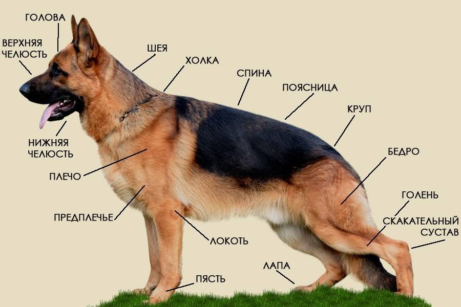 Все породы маленьких собак с названиями, фото и основными характеристиками