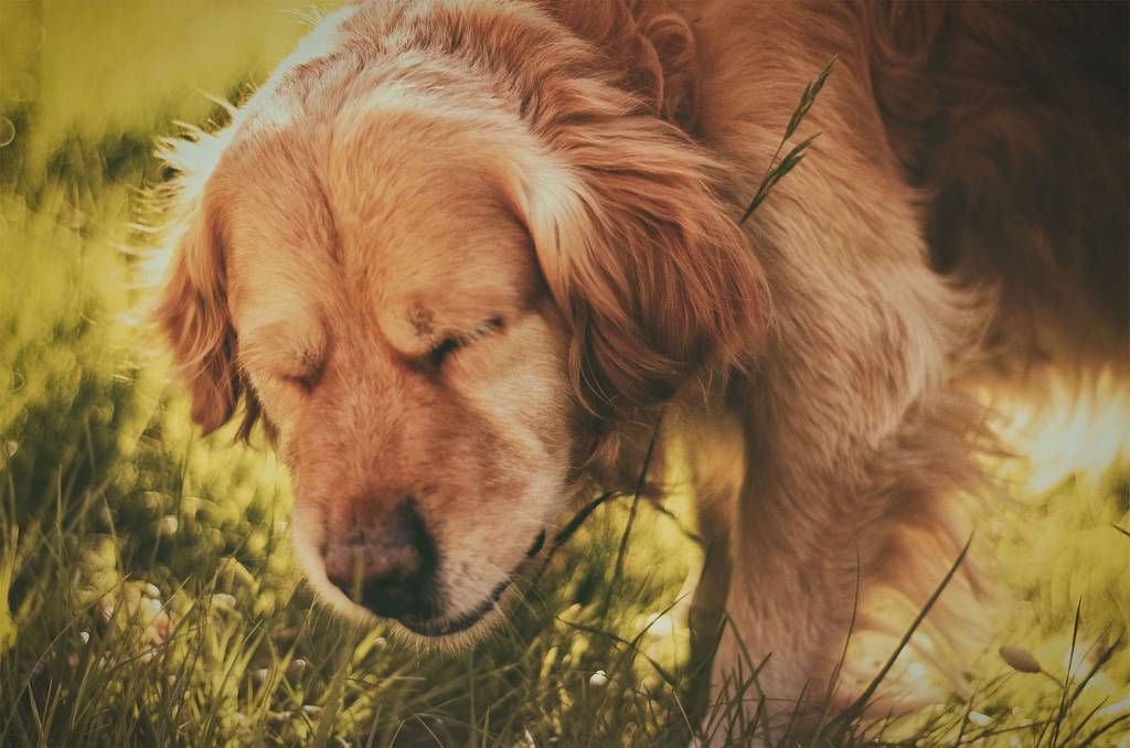 У собаки насморк, чихает и фыркает: чем лечить и что делать?