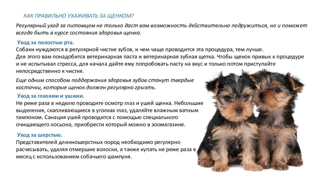 ᐉ как воспитывать щенка йоркширского терьера? - zoomanji.ru