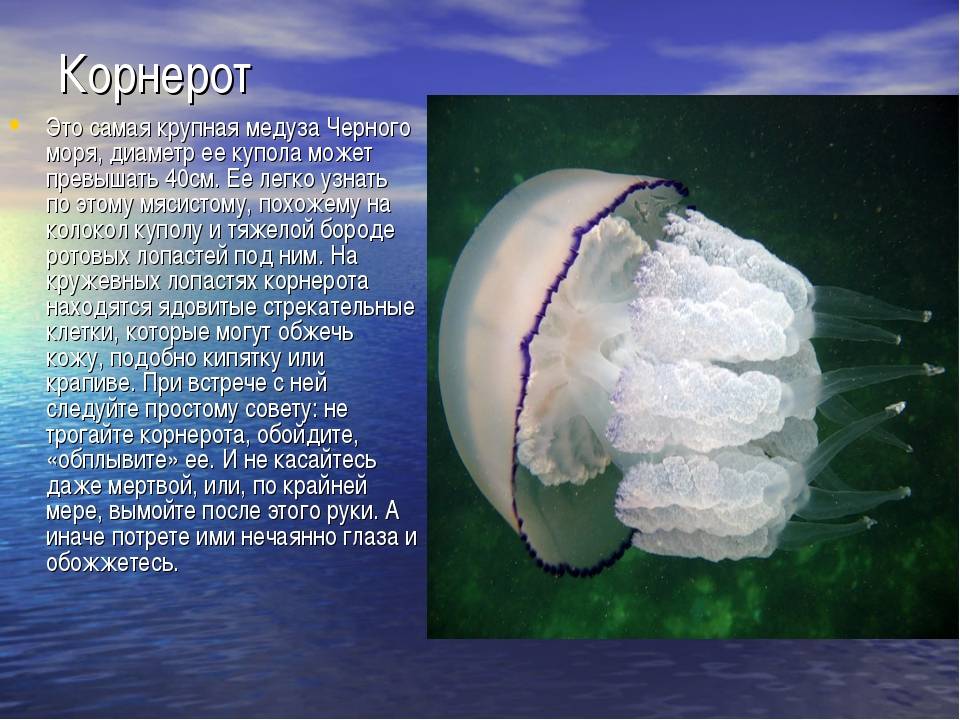 Медузы в крыму: основные виды черноморских медуз и когда они появляются в море
