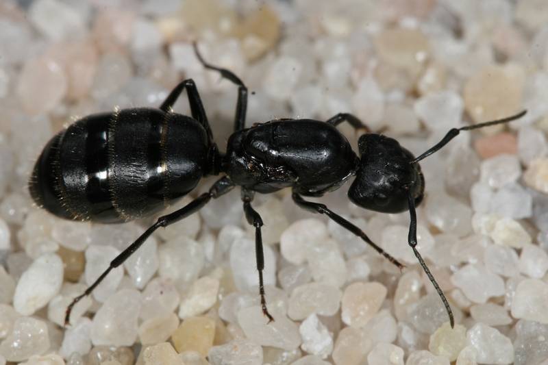 Camponotus saxatilis — дизайнерский муравей