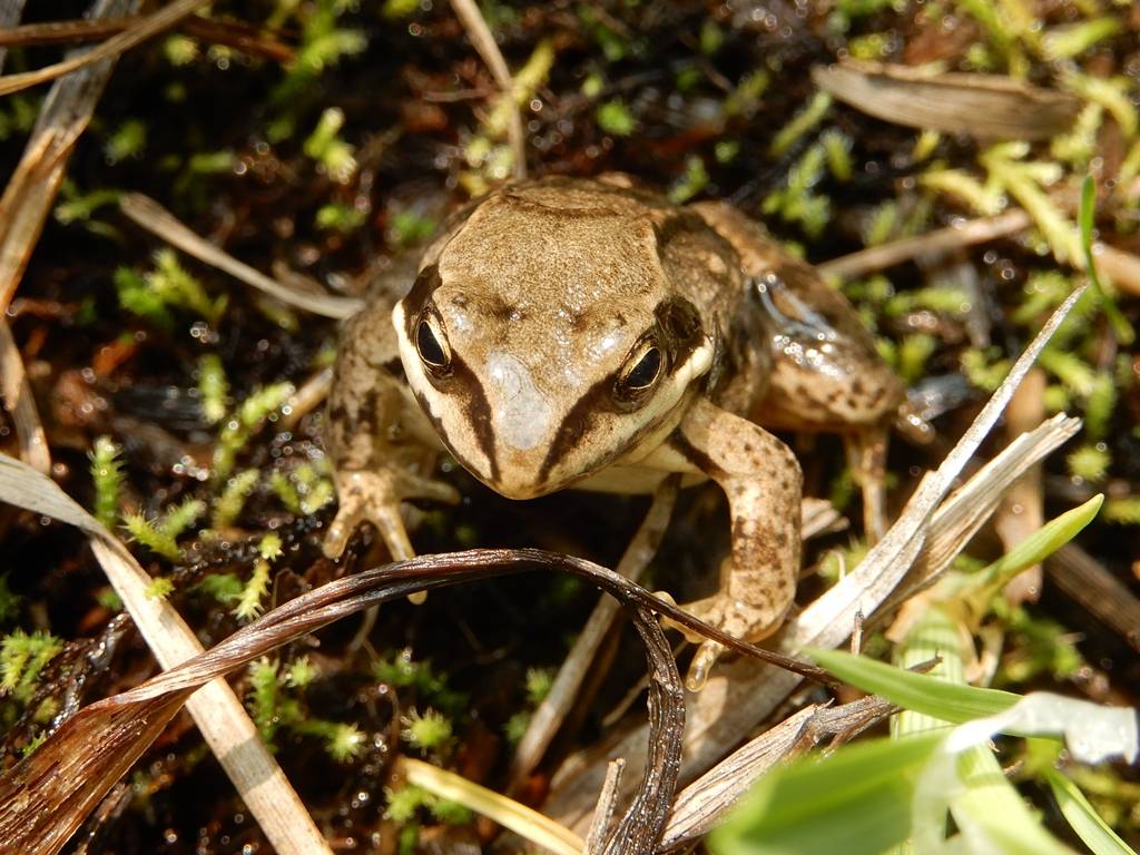 Травяная лягушка — описание, фото, места обитания, образ жизни