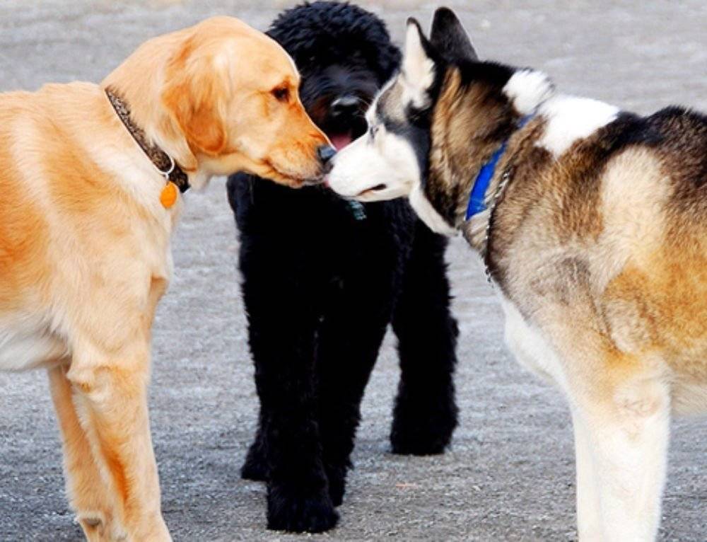 Самые агрессивные породы собак — топ-10 в мире
