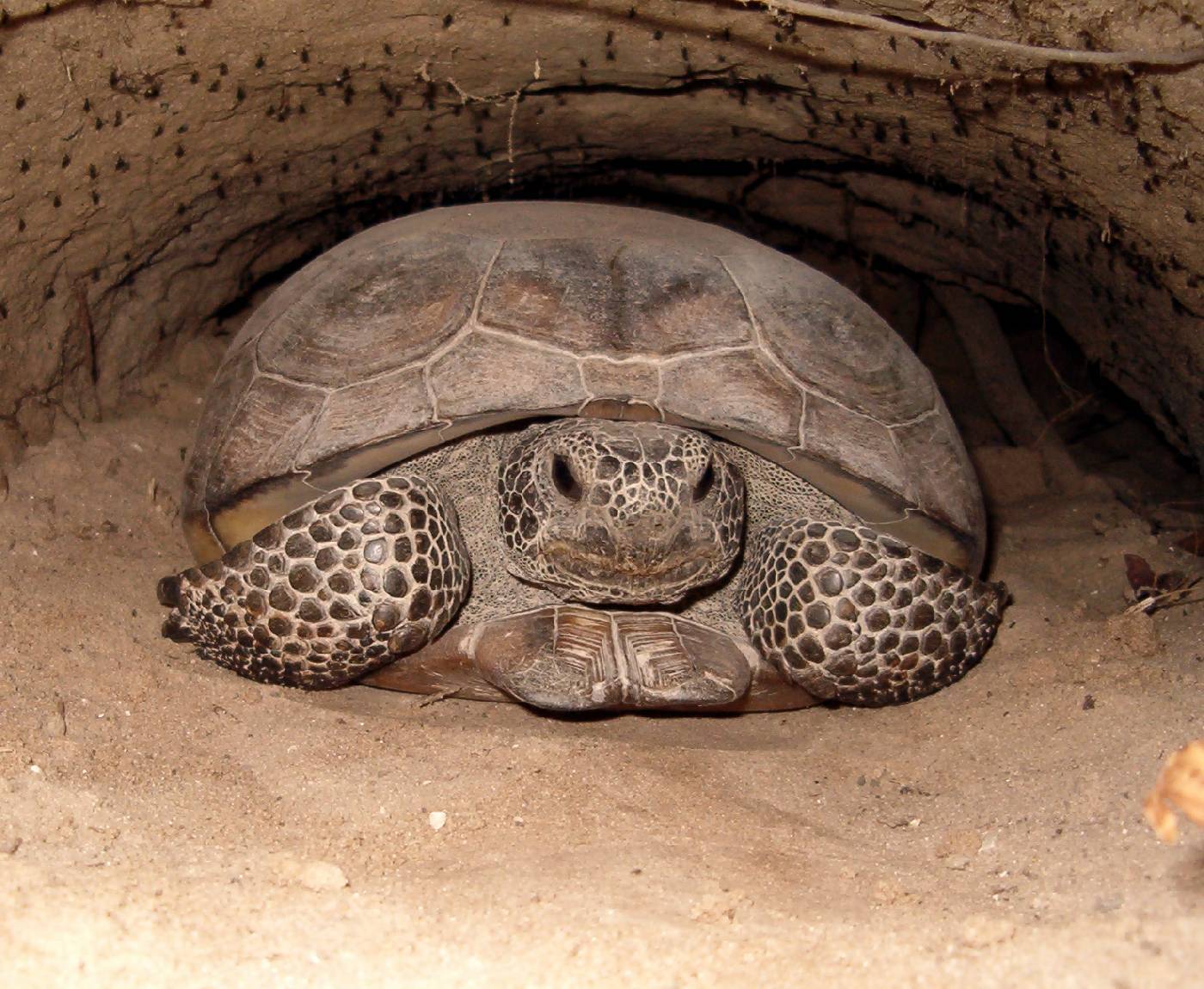 Европейская болотная черепаха: описание и образ жизни