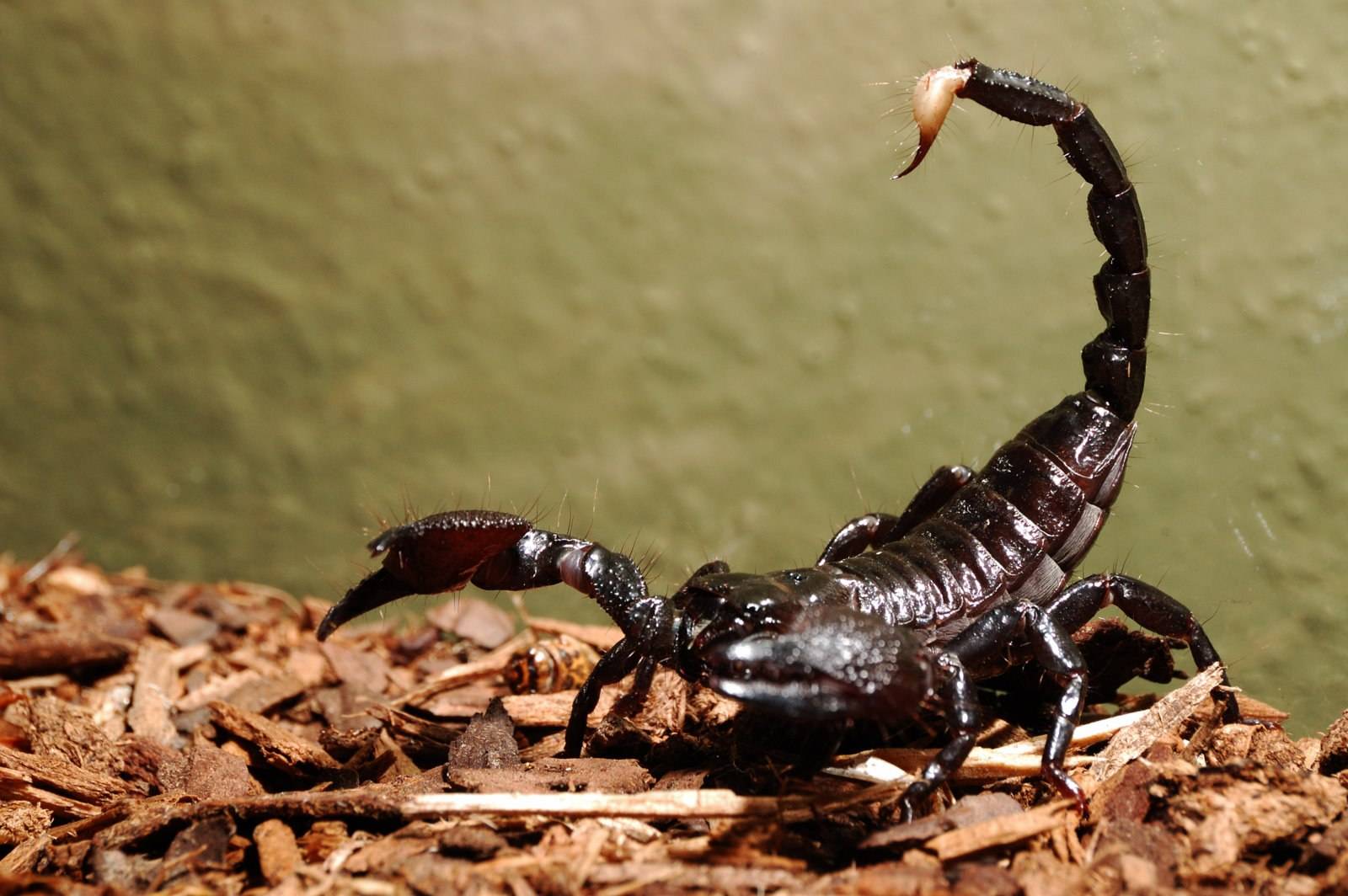 Чем питаются скорпионы в природе и террариуме