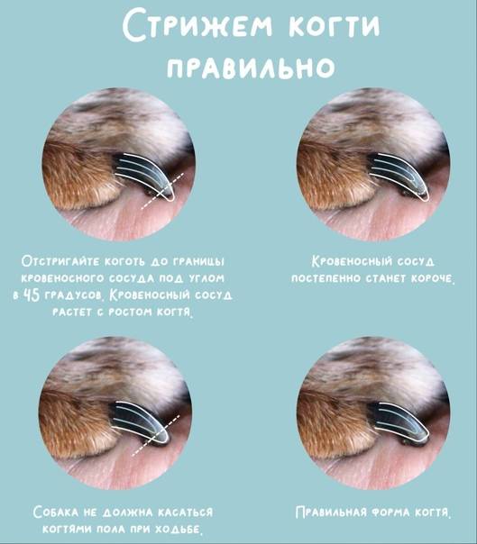 Когтерезка для кошки: нужно ли стричь когти, выбор ножниц для стрижки ноготков, необходимость приобретения когтереза