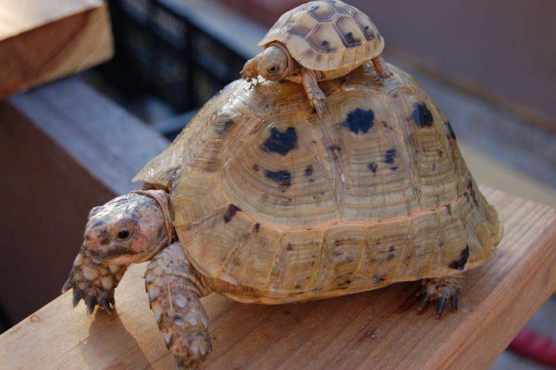 Сухопутная черепаха в домашних условиях более 20 лет - содержание и уход