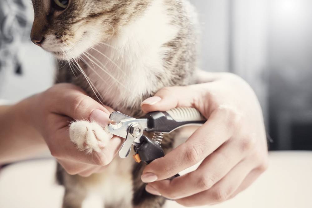 Как правильно подстричь когти кошке самостоятельно в домашних условиях: где можно срезать коготь и как часто, видео и фото, когтерезом и ножницами