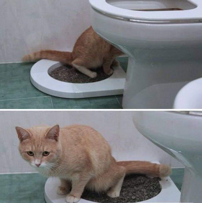 Кошка не может сходить в туалет по большому, что делать, как помочь в домашних условиях