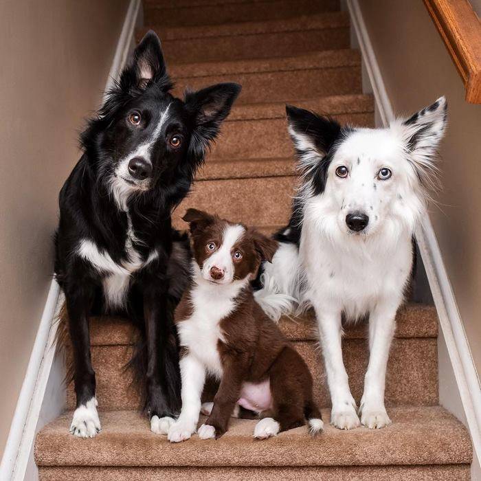 Породы собак для квартиры – как выбрать, советы и рекомендации