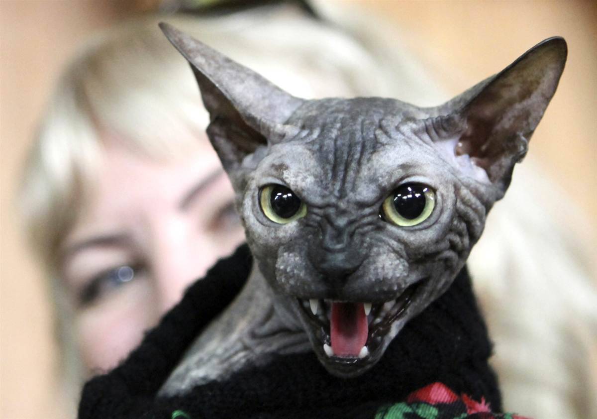Примеры самых уродливых пород кошек: с некрасивой мордой и страшными глазами