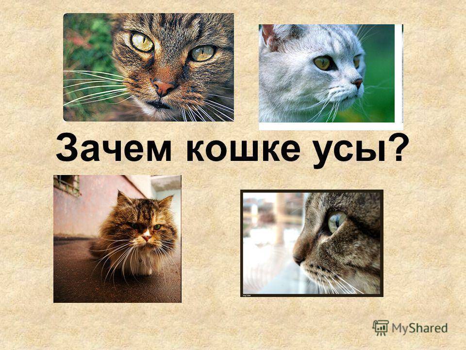 Кошачьи усы: какони называются и для чего нужны - домашние кошки