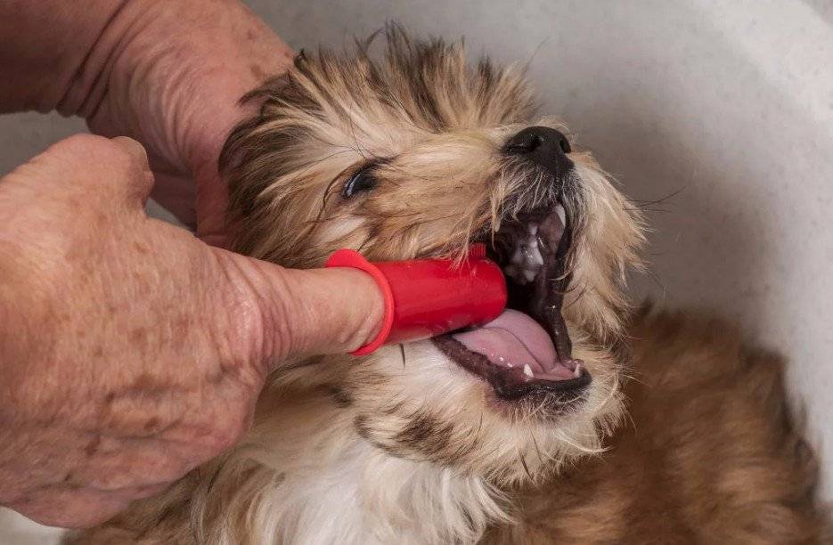 Как чистить зубы собаке — полезные советы