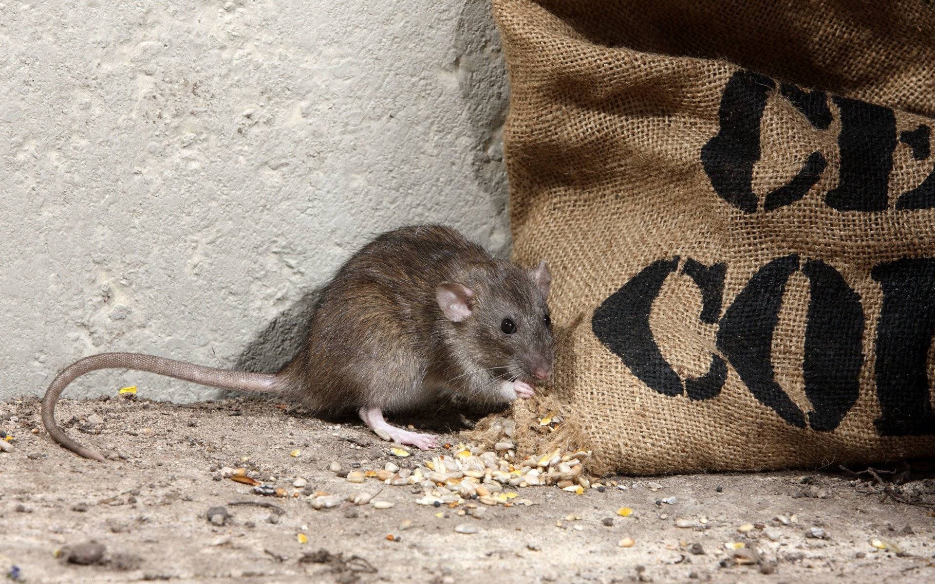 В доме живут мыши. чем опасно такое соседство и как от него избавится? | яльчикский район чувашской республики