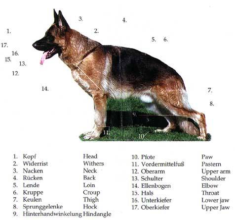 Самые подходящие имена для щенков немецкой овчарки