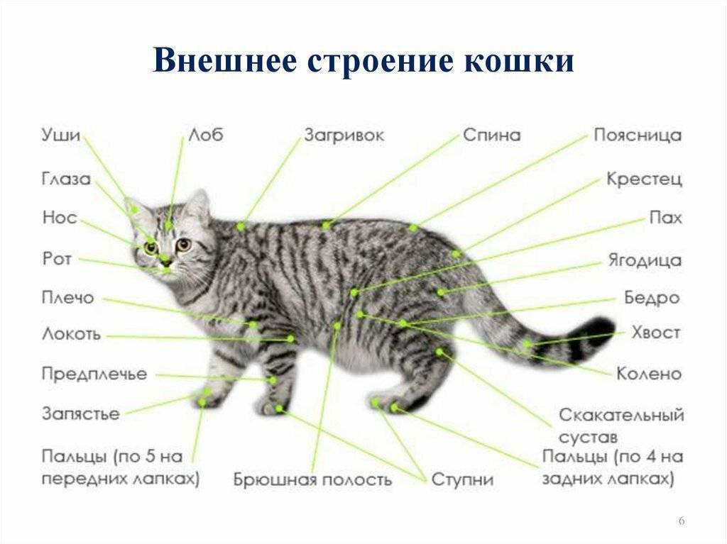 Как определить пол котенка