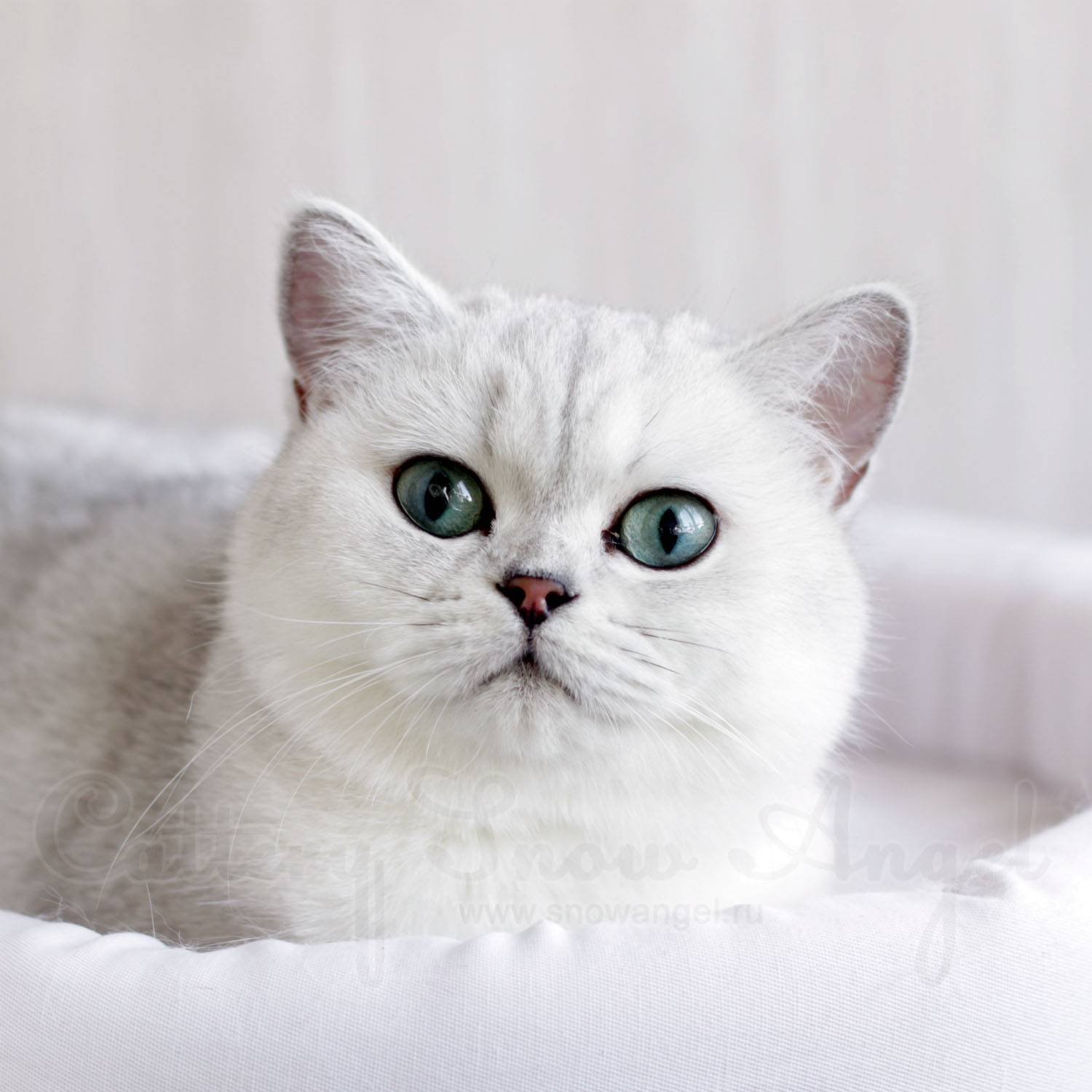 Шиншилла – это порода кошек или их окрас, может ли шиншилловый питомец быть британским или шотландским?