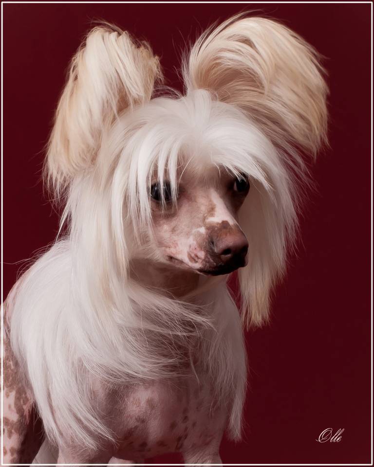 Китайская хохлатая собака: фото, описание породы, отзывы, характер