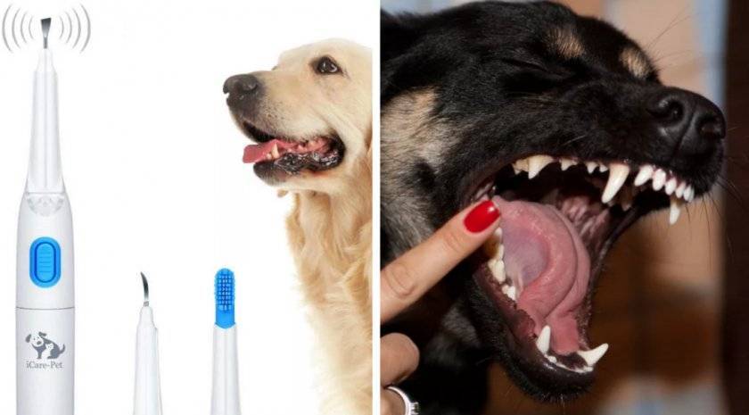 Зубная паста для собак