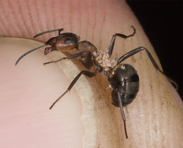 Camponotus vagus: описание и способы разведения в домашних условиях