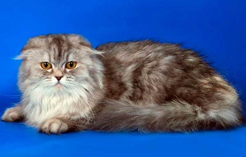 Шотландская вислоухая кошка (скоттиш фолд): 80 фото, описание, окрас, характер кошек