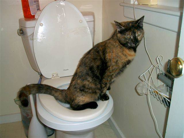 Кошка не может сходить в туалет — причины и что делать