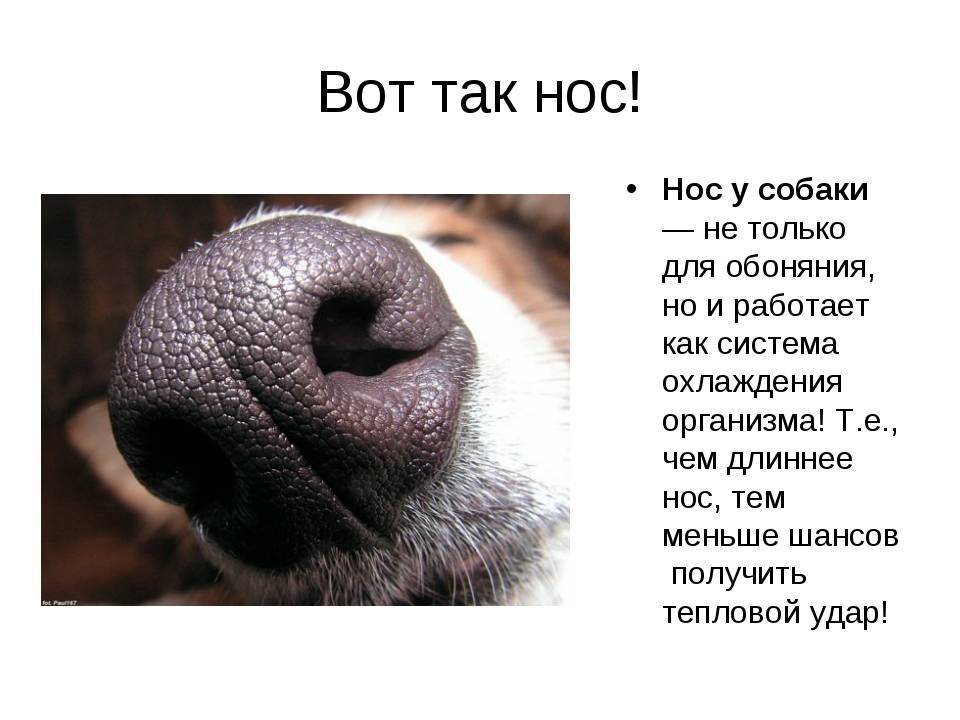 У собаки сухой нос: причины почему это бывает