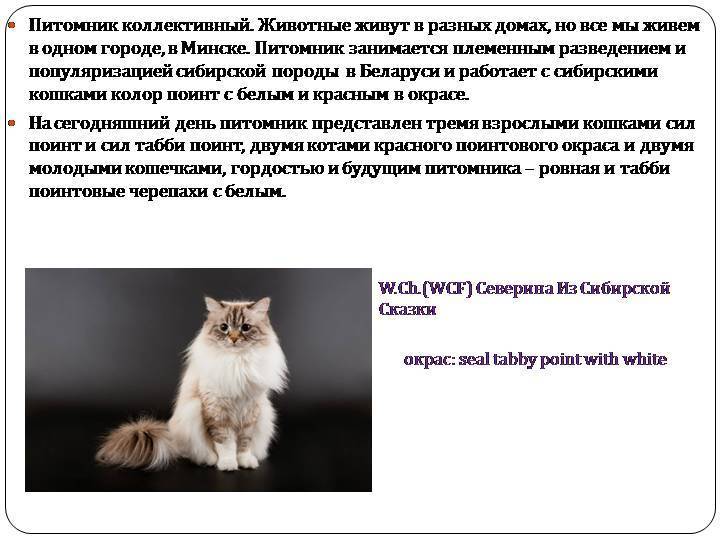 Сибирская кошка фото и описание, сибирский кот крупный питомец из сибири